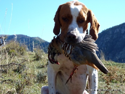 de landa gori - HEGI DE LANDA GORI..Chasse Perdrix de Montagne