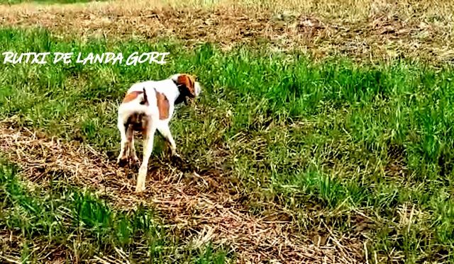 de landa gori - RUXHI DE LANDA GORI ;Entraînement chasse PAS DE CALAIS !