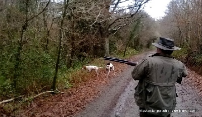 de landa gori - EDER DE LANDA GORI.....Chasse Bécasses Bretagne !!