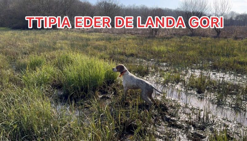 de landa gori - TTIPIA EDER DE LANDA GORI/Entraînement/Bécassines 