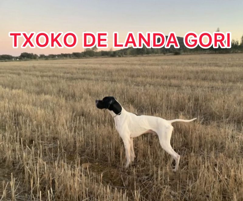 de landa gori - TXOKO DE LANDA GORI/entraînement Andalousie