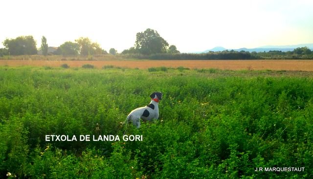 de landa gori - ETXOLA DE LANDA GORI...Ouverture chasse aux perdreaux !!!