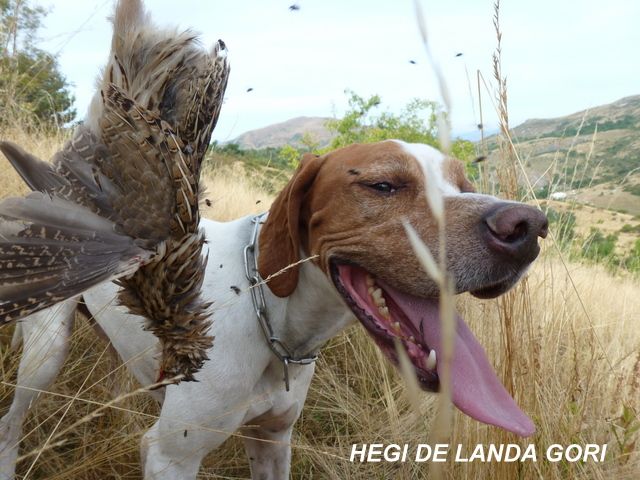 de landa gori - HEGI DE LANDA GORI...Chasse la caille en montagne !!!