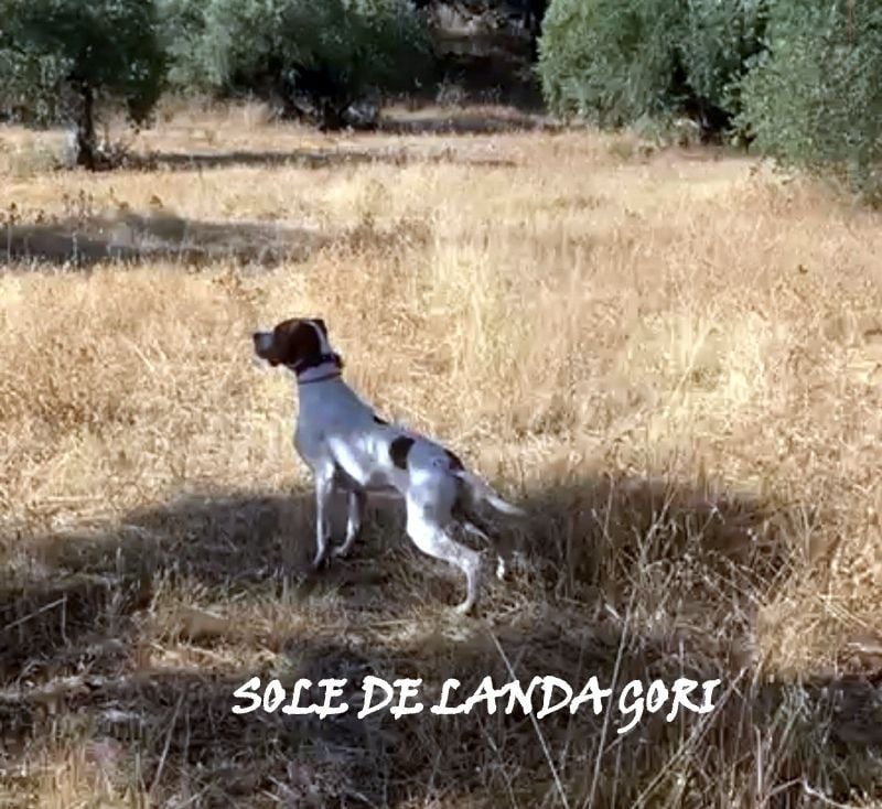 de landa gori - SOLE DE LANDA GORI/Entraînement Espagne/perdreaux rouges