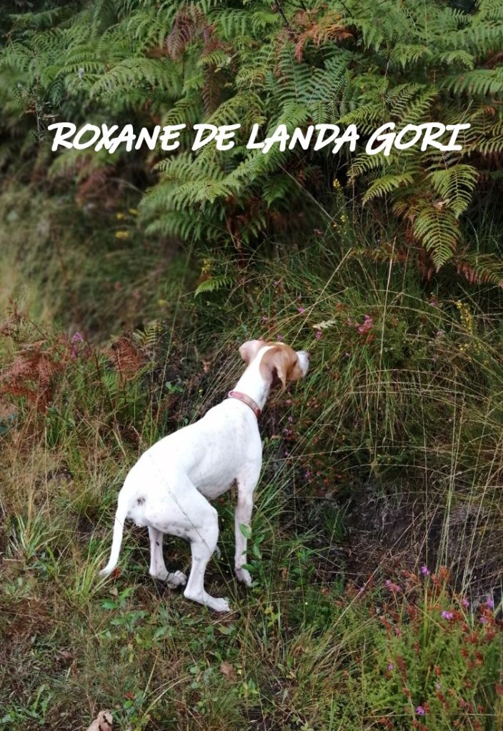 de landa gori - ROXANE dans les LANDES !