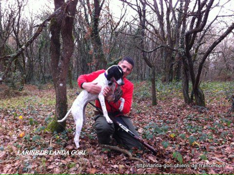 de landa gori - LARINE DE LANDA GORI...Chasse à la bécasse !!