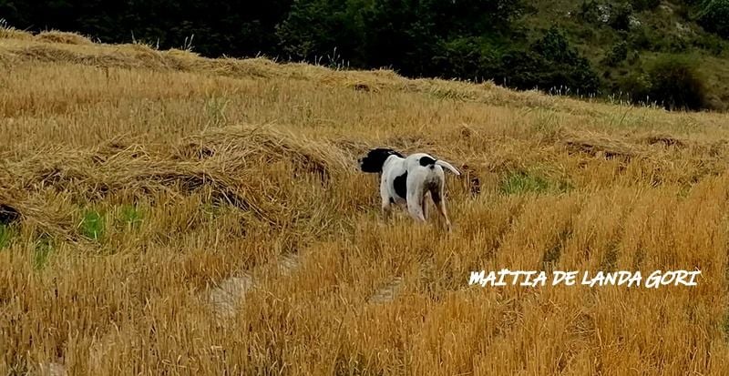 de landa gori - MAITIA DE LANDA GORI :Chasse la caille BURGOS EPAGNE!