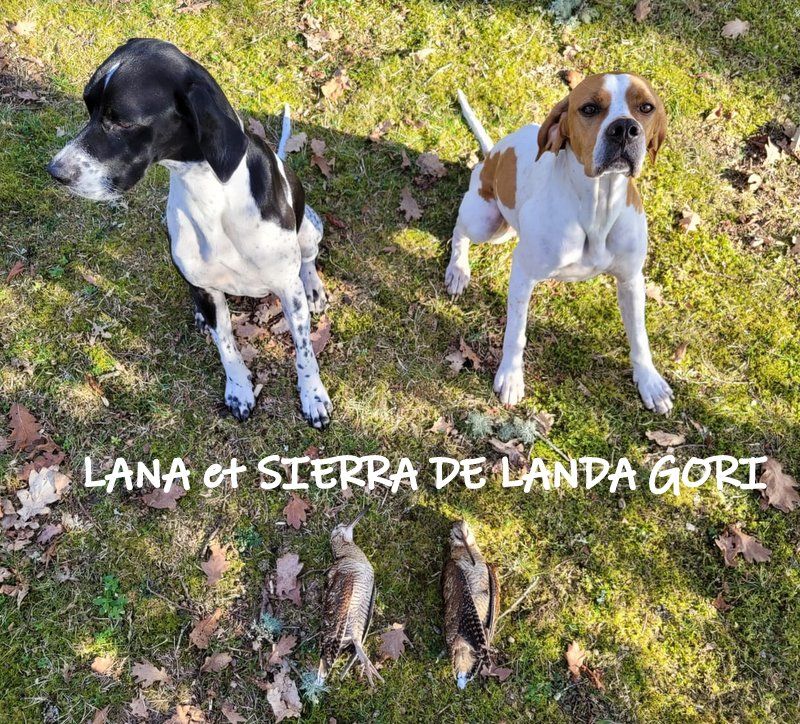 de landa gori - LANA et SIERRA DE LANDA GORI ;Chasse la bécasse HAUTES LANDES !