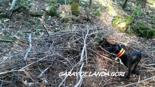 de landa gori - GARAY DE LANDA GORI :Chasse bécasse ARDECHE !