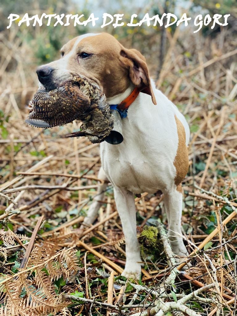 de landa gori - PANTXIKA DE LANDA GORI/Chasse la bécasse !