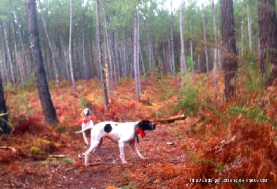 de landa gori - H de LANDA GORI...Chasse!!!