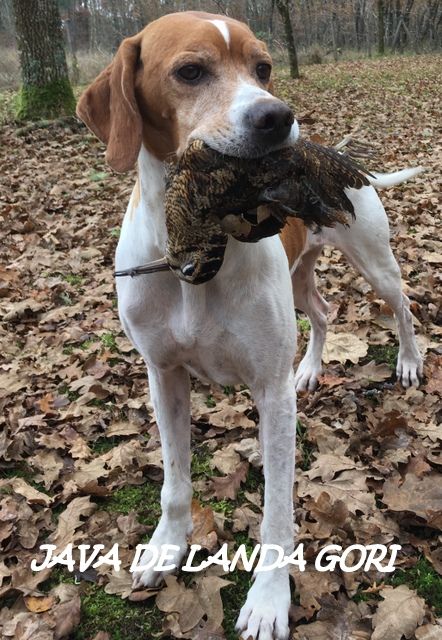 de landa gori - JAVA DE LANDA GORI :Chasse la bécasse GIRONDE !