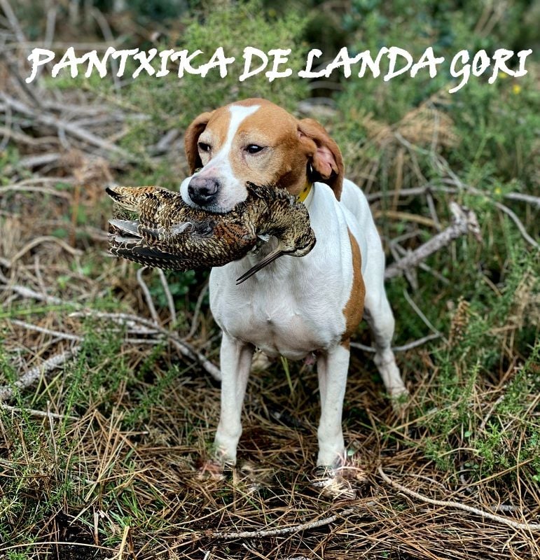 de landa gori - PANTXIKA DE LANDA GORI /Chasse la bécasse LANDES !