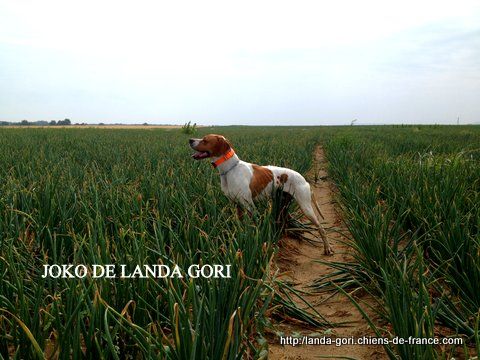 de landa gori - JOKO DE LANDA GORI..Training compagnie de "GRISES"