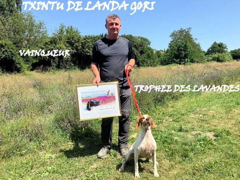 de landa gori - TXINTU DE LANDA GORI / VAINQUEUR TROPHEE DES LAVANDES 