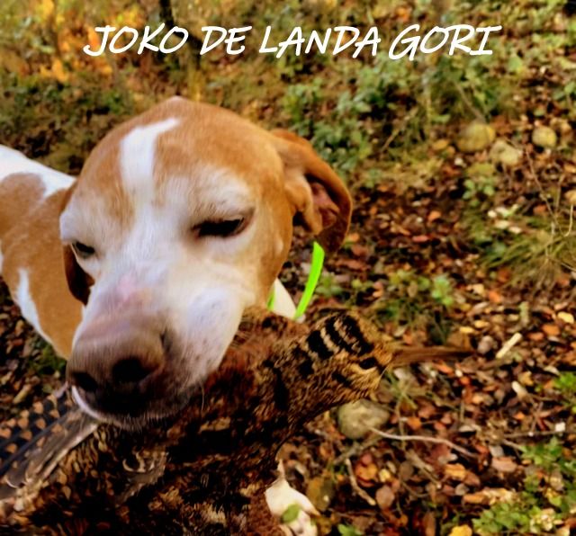 de landa gori - JOKO DE LANDA GORI ;Chasse la bécasse LUBERON !