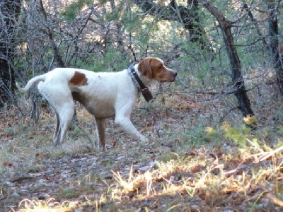 de landa gori - HEGI DE LANDA GORI ...Chasse bécasses !!!