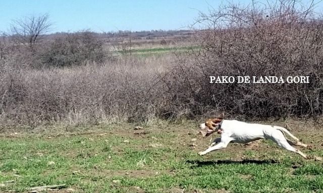 de landa gori - PAKO DE LANDA GORI ; entraînement SERBIE