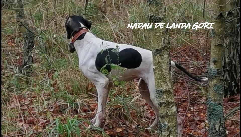 de landa gori - NADAU DE LANDA GORI ;Chasse la bécasse en LITUANIE !