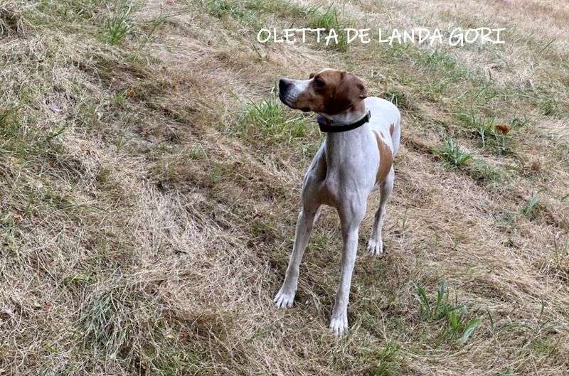 de landa gori - OLETTA DE LANDA GORI :Arrêt cailles sauvages PAYS BASQUES !