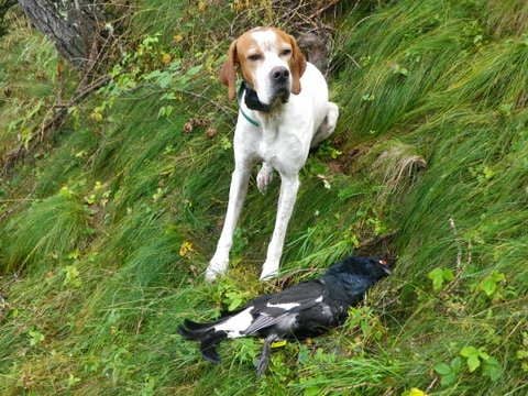 de landa gori - ELIOT DE LANDA GORI...Chasse TETRAS !!!