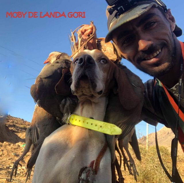 de landa gori - MOBY DE LANDA GORI ;Chasse les perdrix GAMBRAS ATLAS MAROC !