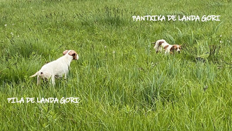 de landa gori - PILA et PANTXIKA DE LANDA GORI :Entraînement Becassines ESPAGNE !