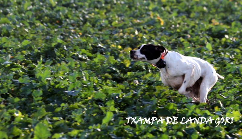 de landa gori - TXAMPA DE LANDA GORI /Entraînement faisans naturels PAS DE CALAIS !