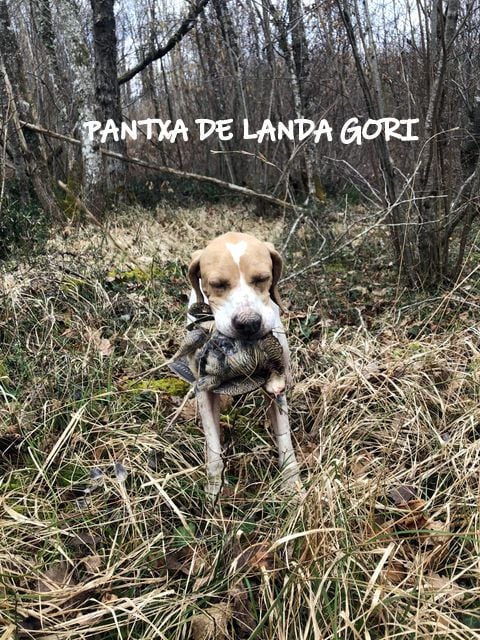 de landa gori - PANTXA DE LANDA GORI :Bécasse montagnes PYRENEES !