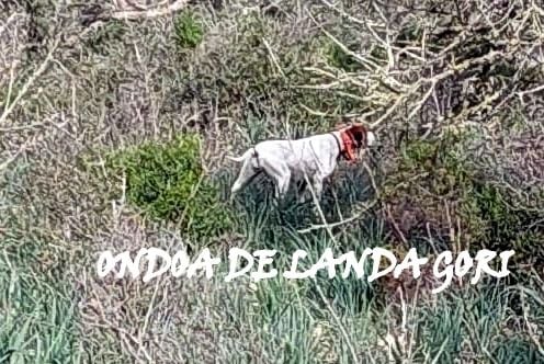 de landa gori - ONDOA DE LANDA GORI/Chasse la bécasse/ÎLES BALEARES !