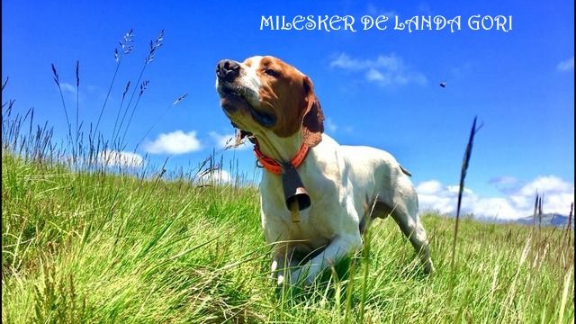 de landa gori - MILESKER DE LANDA GORI : Entraînement montagne !