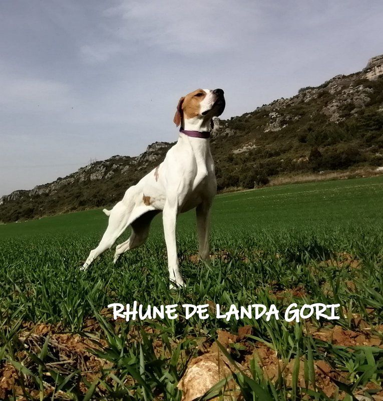 de landa gori - RHUNE DE LANDA GORI :Entraînement perdreaux rouges BURGOS 