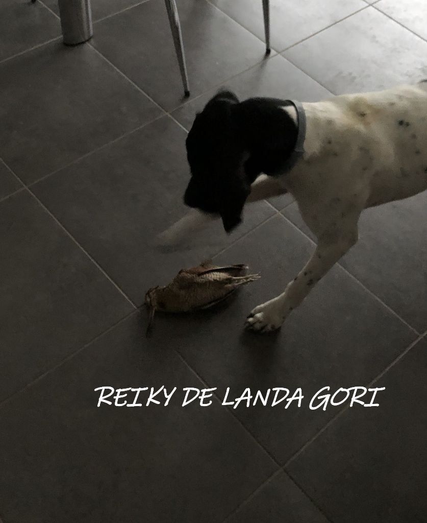 de landa gori - REIKY DE LANDA GORI (7 mois) 1er bécasse LANDES !