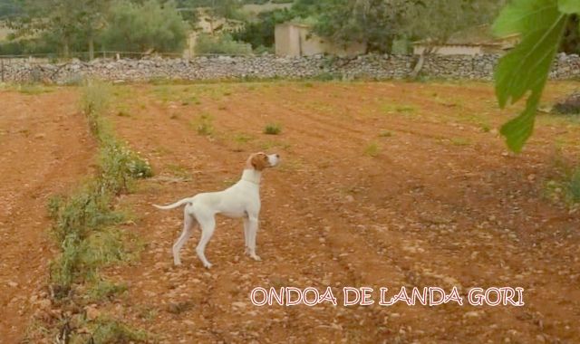 de landa gori - ONDOA DE LANDA GORI :Entraïnement :Cailles ILES BALEARES !!