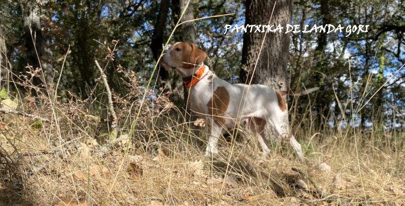 de landa gori - PANTXIKA DE LANDA GORI : Chasse la bécasse !