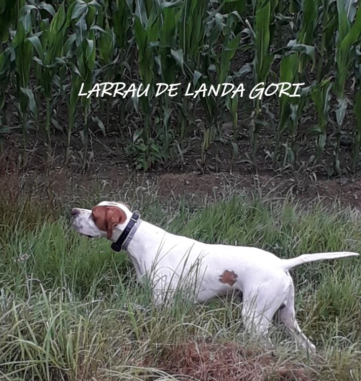 de landa gori - LARRAU DE LANDA GORI .Entraînement PYRENEES !