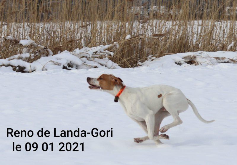 de landa gori - RENO DE LANDA GORI ..Dans les ALPES !