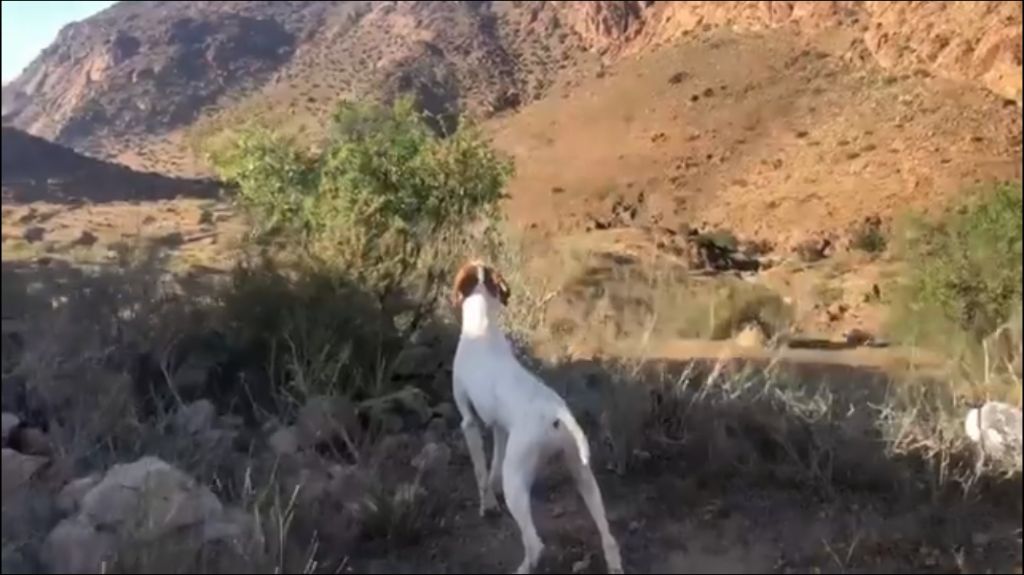 de landa gori - NLUNA DE LANDA GORI :Entraînement Gambras ATLAS MAROC !