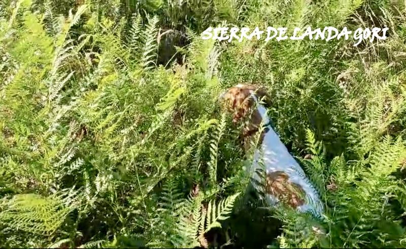 de landa gori - SIERRA DE LANDA GORI/Entraînement /cailles sauvages/Landes 