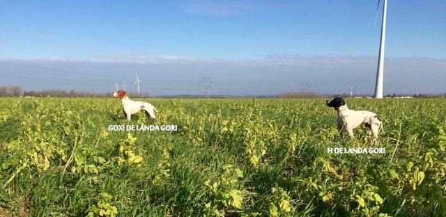 de landa gori - GOXI et H DE LANDA GORI...Training "printemps"