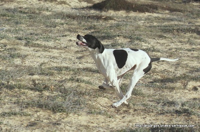 de landa gori - FEBUS  6 mois training sur la dune