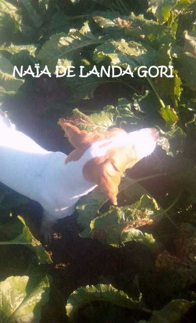 de landa gori - NAÏA DE LANDA GORI 4 mois CHASSE !!!