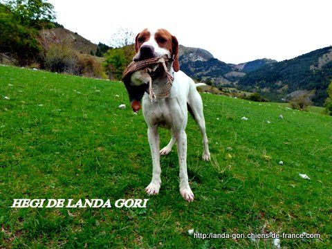 de landa gori - HEGI DE LANDA GORI..Chasse perdrix en montagne !!