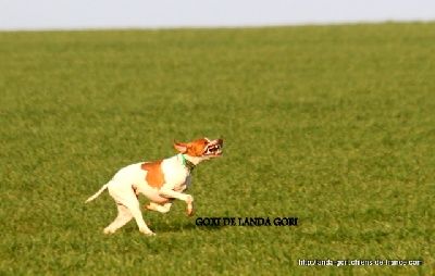 de landa gori - GOXI DE LANDA GORI .Training printemps.. Quête !!!