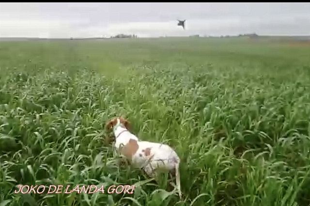 de landa gori - JOKO DE LANDA GORI :Chasse entraînement faisans naturels !