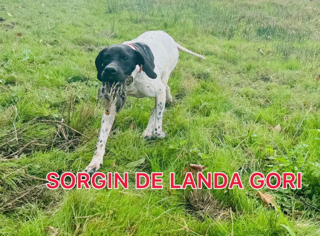 de landa gori - SORGIN DE LANDA GORI/Chassebécassines/rapport