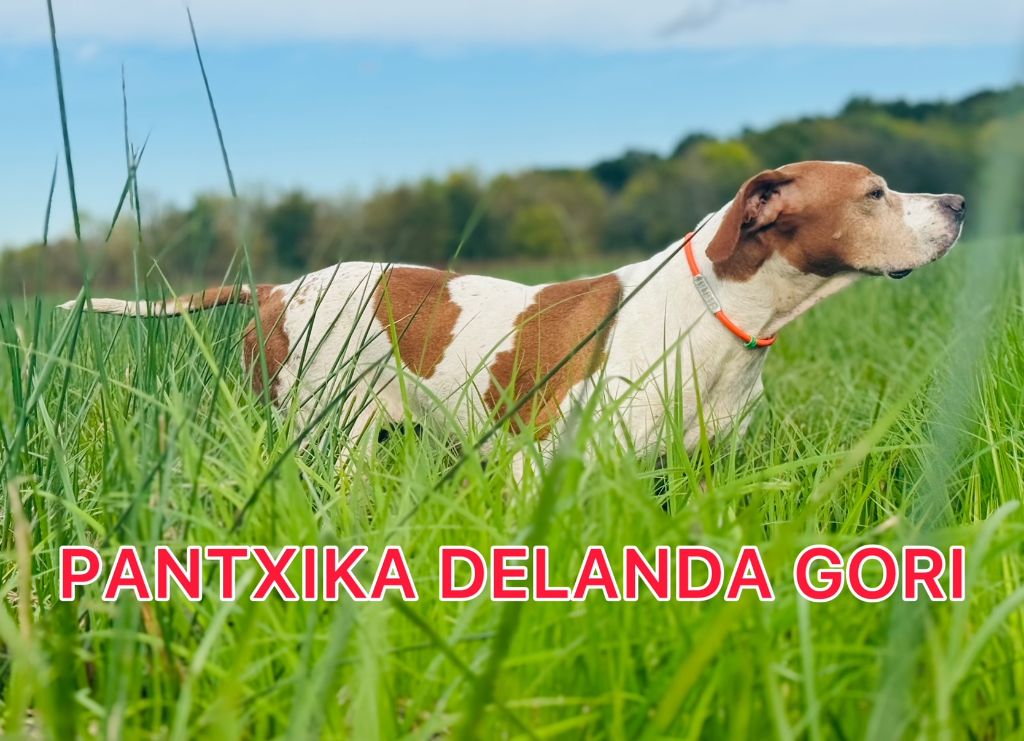 de landa gori - PANTXIKA DE LANDA GORI/Chasse BECASSINES 