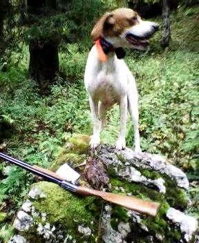 de landa gori - MUXU DE LANDA GORI Chasse la bécasse montagne SUISSES !