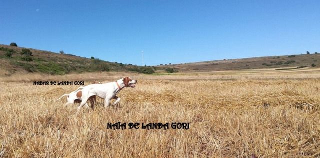 de landa gori - NAIA EDER DE LANDA GORI :EXCELLENT Quête de chasse couple Serbie