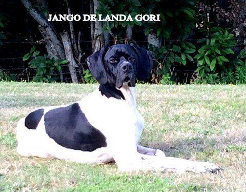 de landa gori - JANGO DE LANDA GORI ...Repos !!